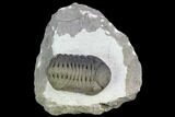 Detailed Morocops Trilobite - Multi-Colored Shell #126315-3